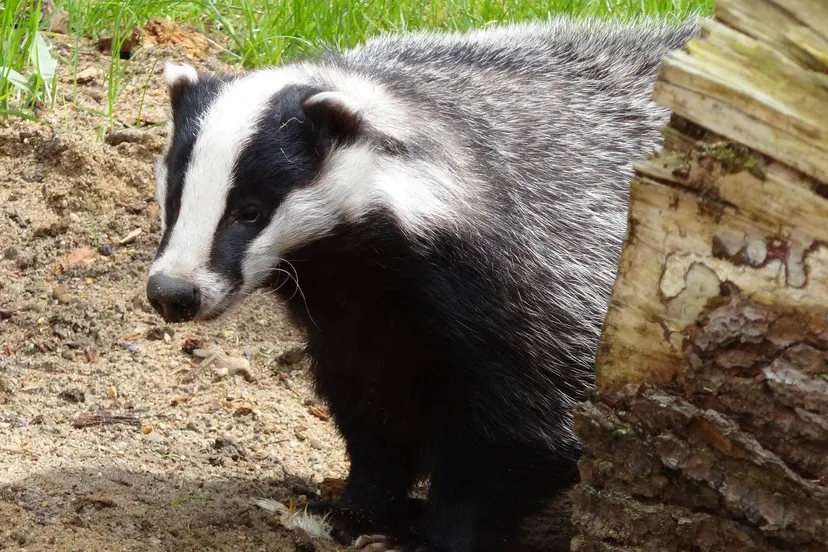 das natuur pixabay beeki schurmacher