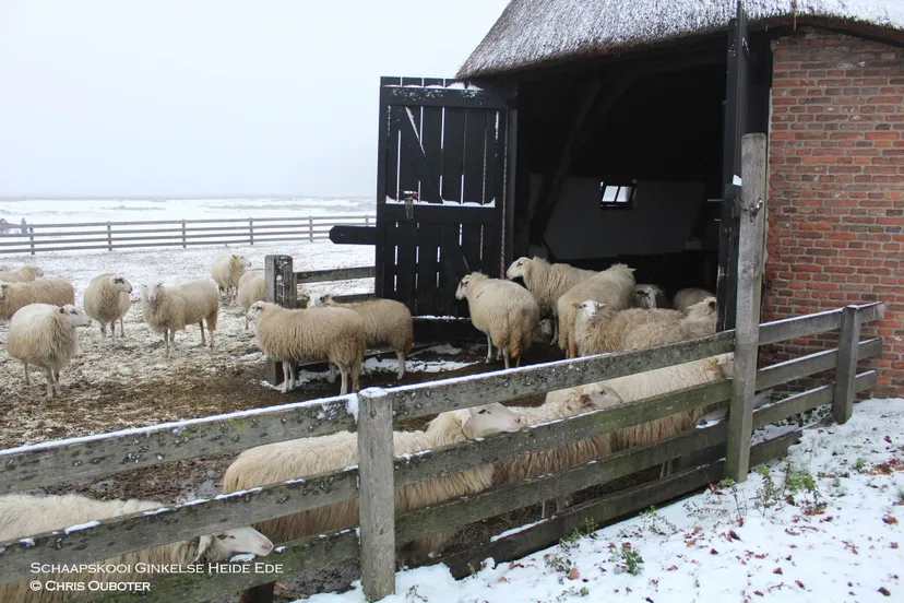 schaapskooi chris ouboter