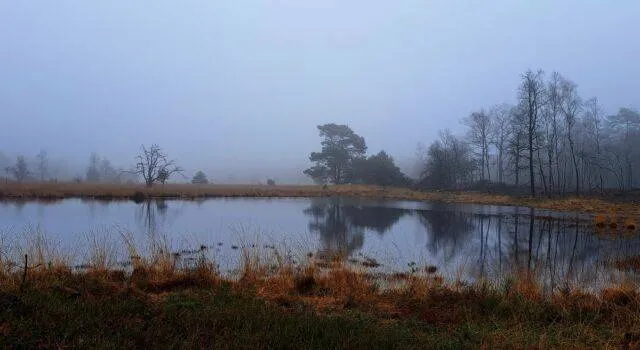 het kootwijkerveen op een vroege morgen jody bennink 640x350