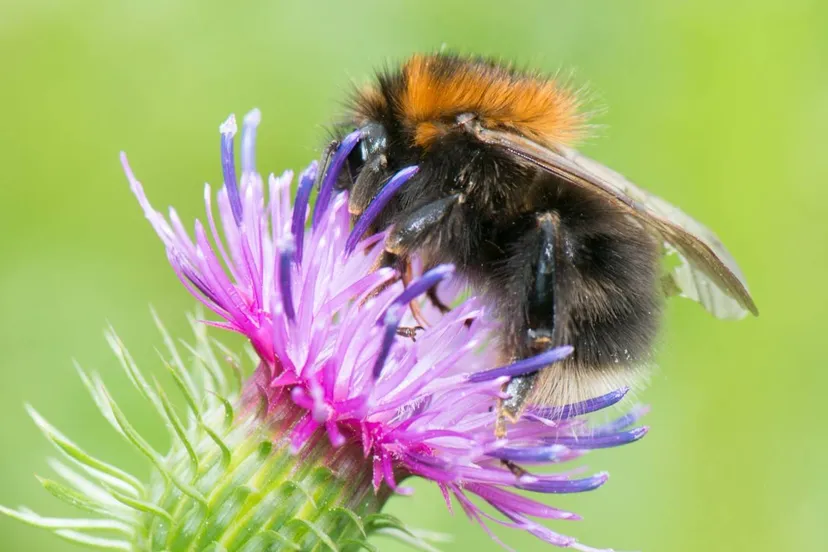 01 augustus 2017 boomhommel distel scherm