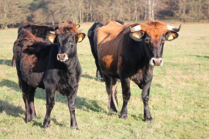 sayaguesa runderen 830x553