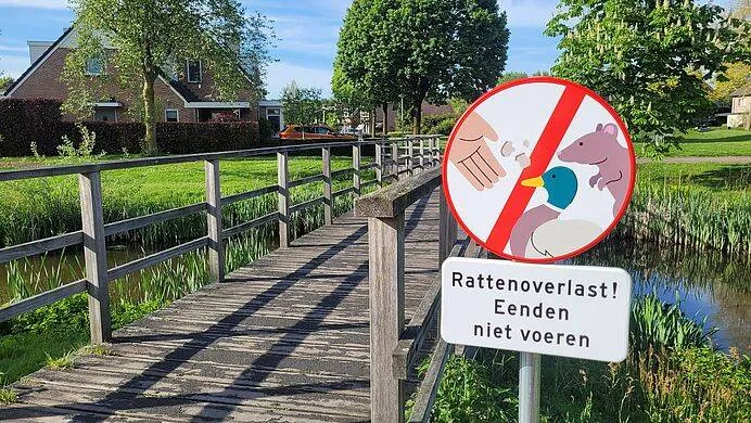 csm artikel 1 hoofdartikel rattenoverlast jv gemeentenieuws week 19 8ee3a82a0b