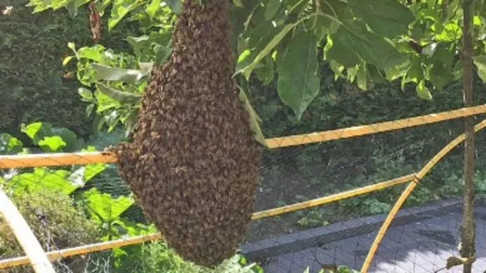 csm artikel 3 bijenzwerm 68fedbc0e9