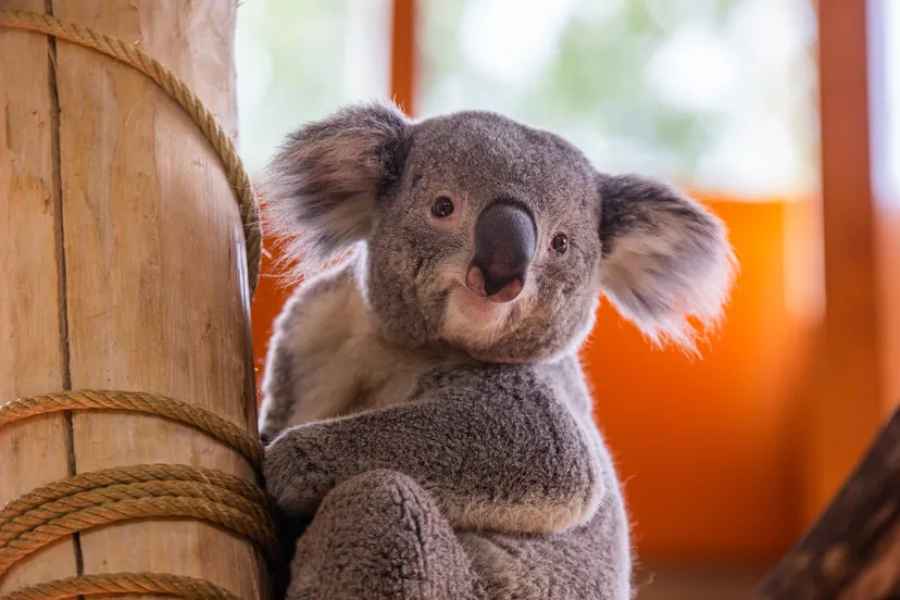 koala binnen wakkerjpg