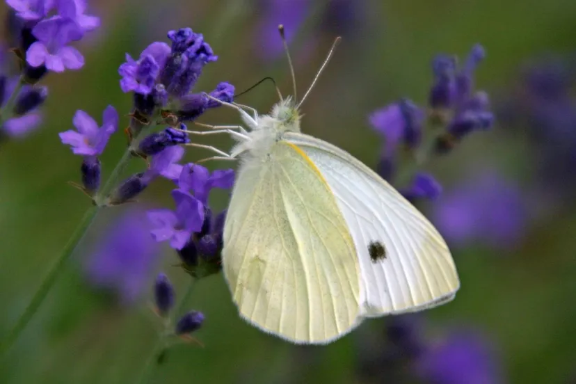 vlinder 6 nc de ginkel