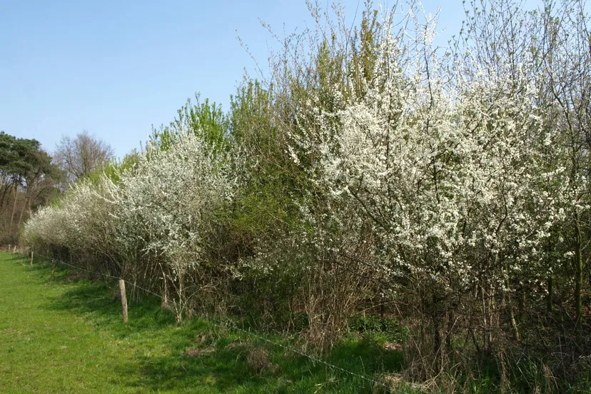 Bloeiende patrijzenhaag