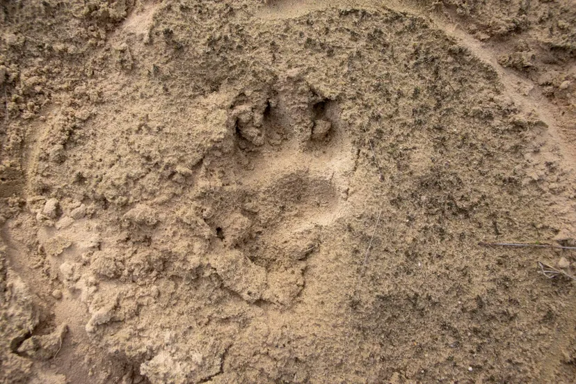 poot afdruk - nc veluwe