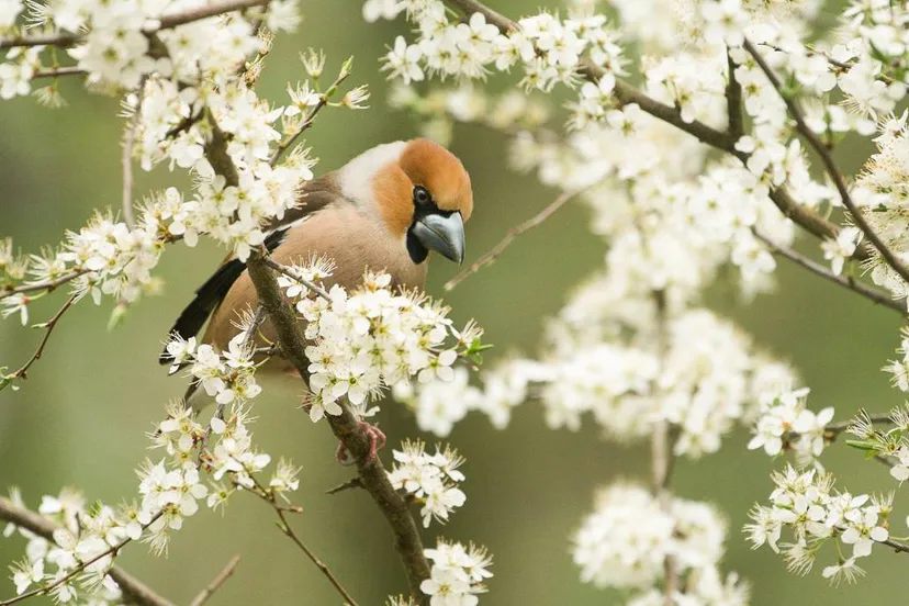 Appelvink Bendiks Westerink