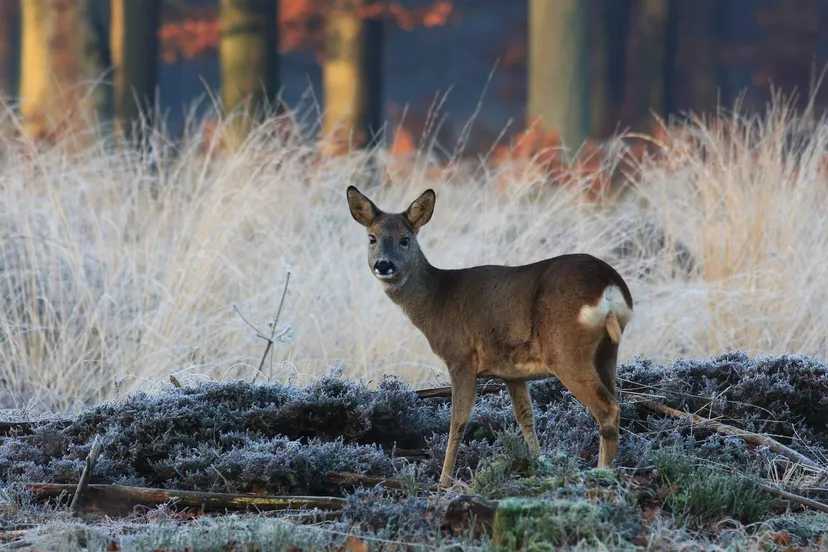 ree in winter - nc de ginkel