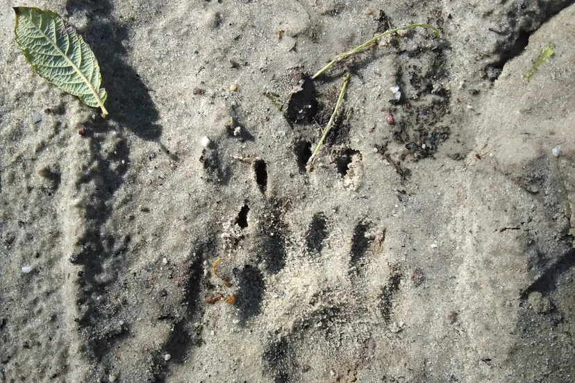 speuren-naar-sporen-das-nc-veluwe