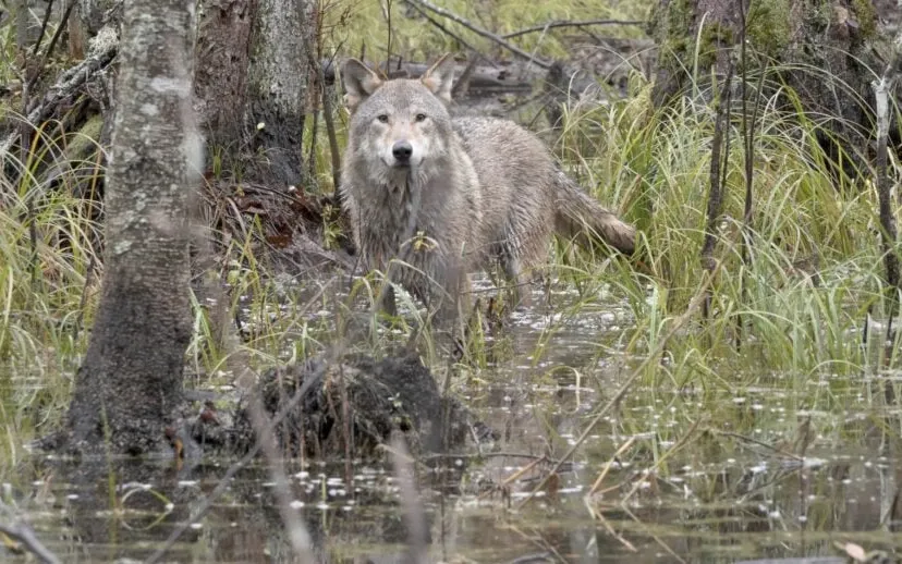 wolf-st-15-jpg-sd-high-photo-by-cees-van-kempen-915x518-1