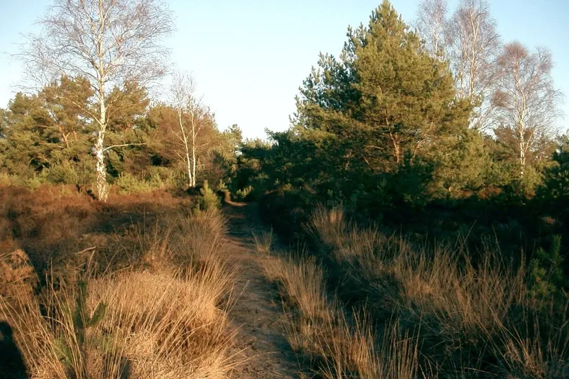 Edese heide 1 - nc de ginkel