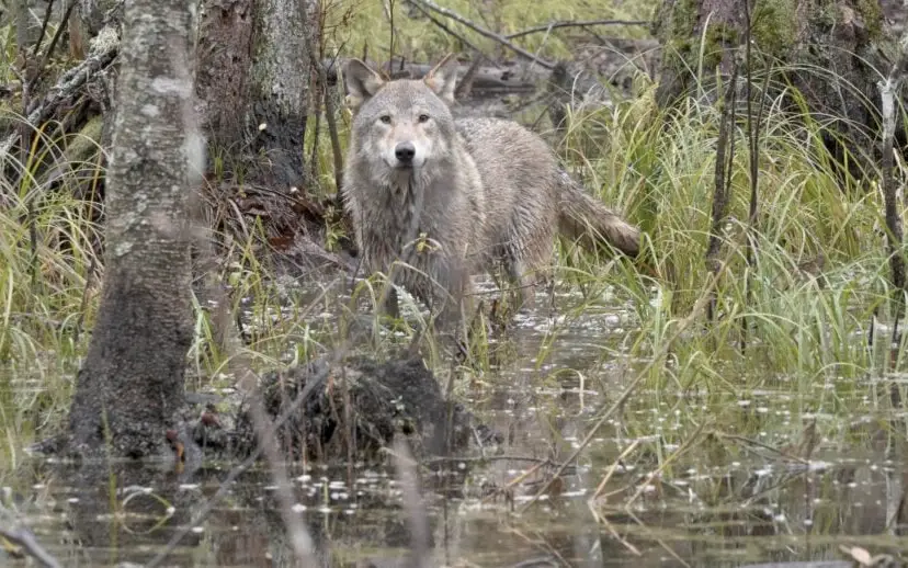 wolf-st-15-jpg-sd-high-photo-by-cees-van-kempen-915x518-1