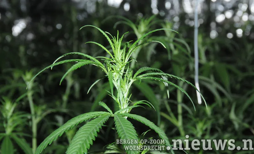 20170831 alg hennep 000