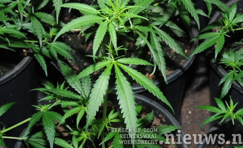 20170831 boz hennep 896 504 001