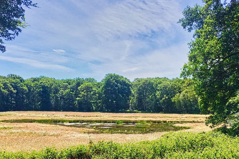 2020 06 regiokiek 2 blaffert harrijstekel