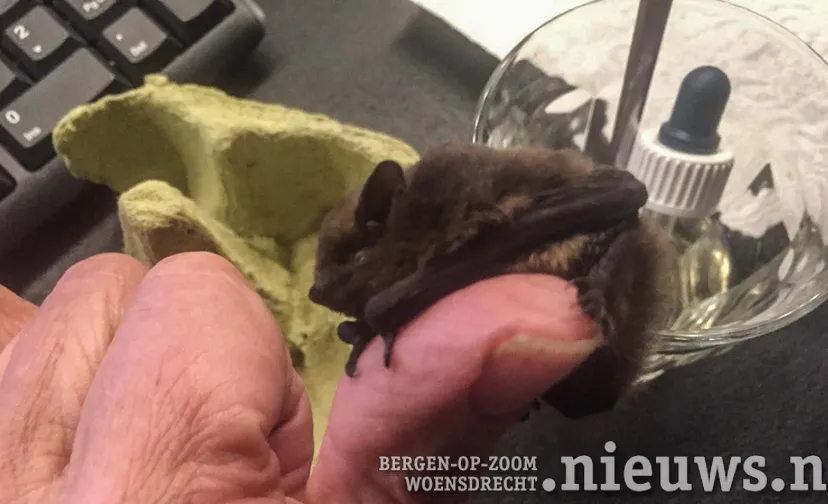 20210303 woe vleermuisje 001