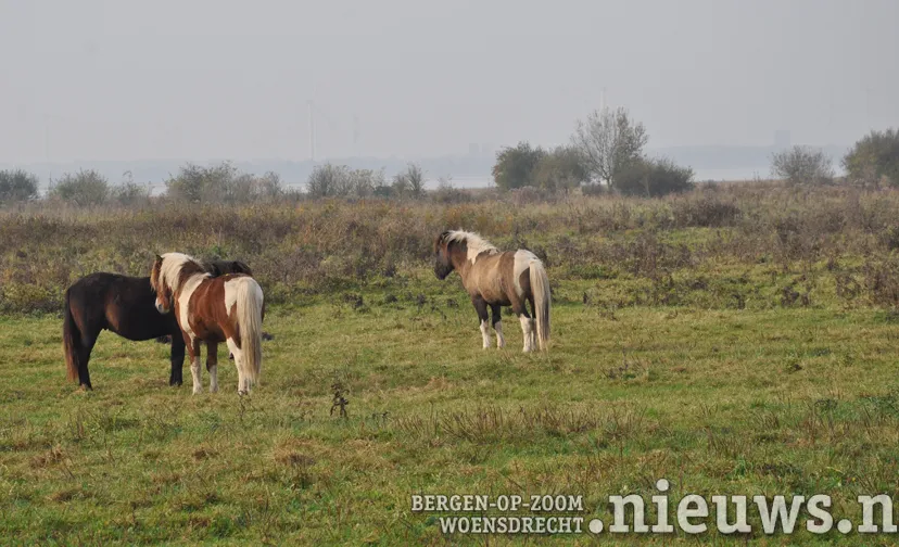 zoogdieren foto leo den heijer