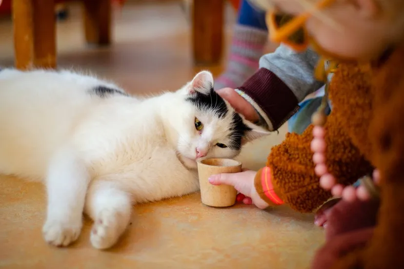 vermistehuisdieren-fotojelkamatlung