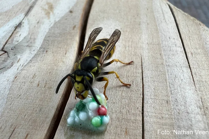 Duitse wesp ©️Nathan Veenstra