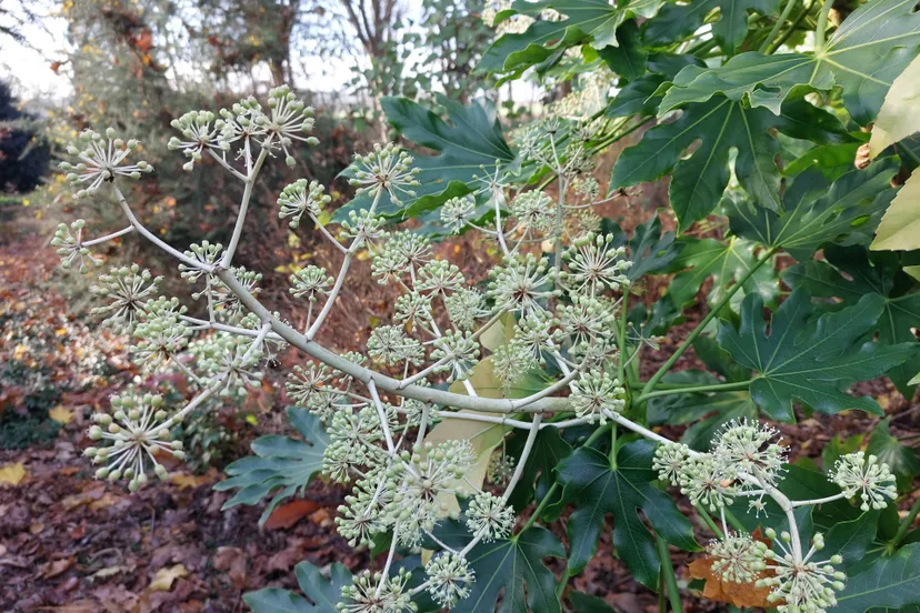 Fatsia Japonica 2