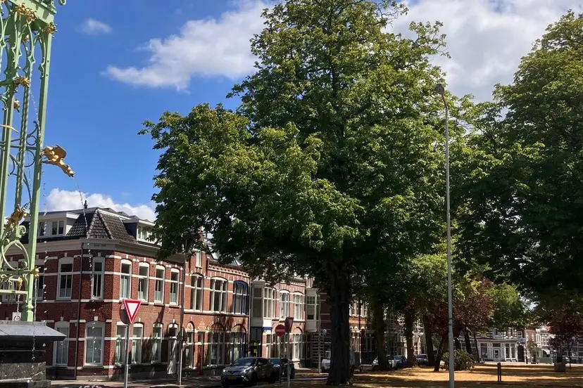 Bergen op zoom foto boom