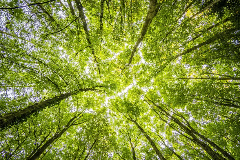 pexels umkreisel app 957024