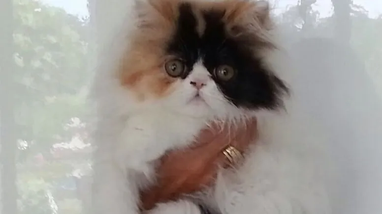 11425444 824336737640900 2540996036701349592 n e1433545998163