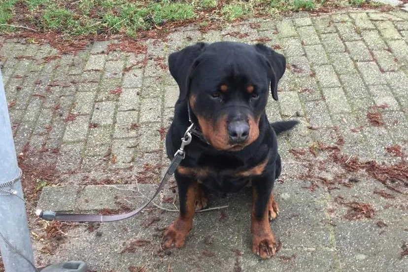 17016505 10212829638124087 2142293457 o e1488149596942