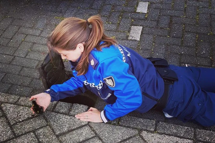 18058049 1494412997298791 3528825209070068602 n