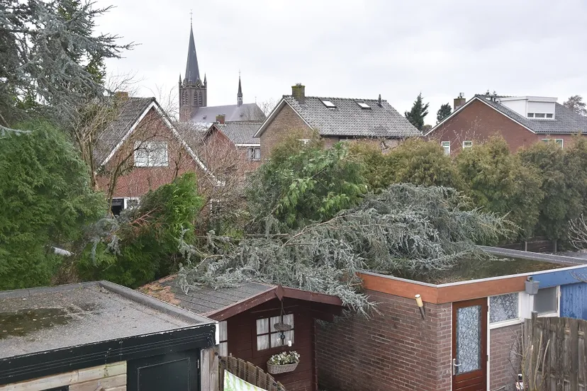 259411 boom gevallen op dak van woning in beuningen dsc 1231