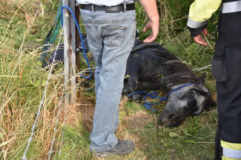 311731 brandweer haalt pony uit het water met een mobiele kraan in beuningen video dsc 7359