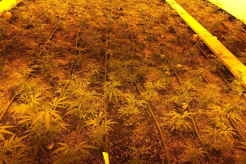 36418799 1696911363695243 5548710756993728512 o