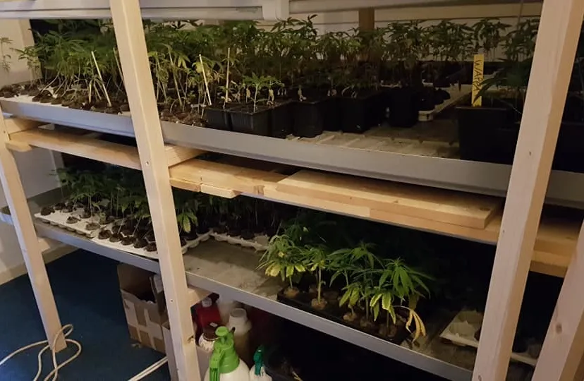 44262543 1850597754993269 9031420967619919872 n