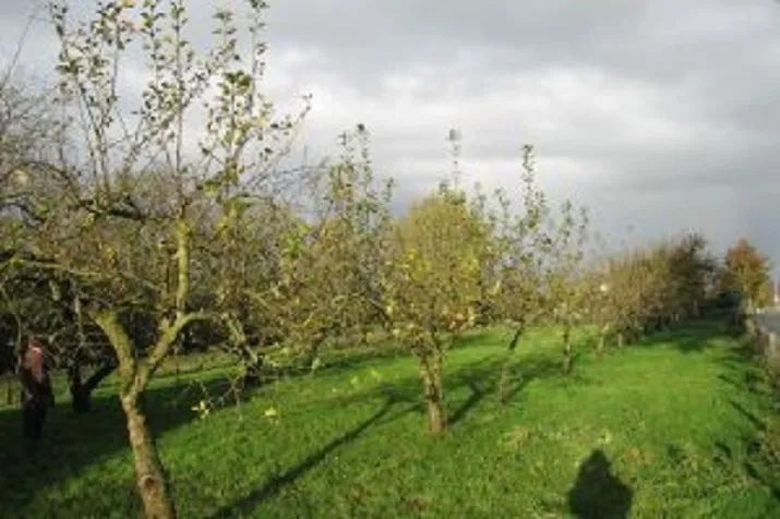 5 jaar oude hoogstammen