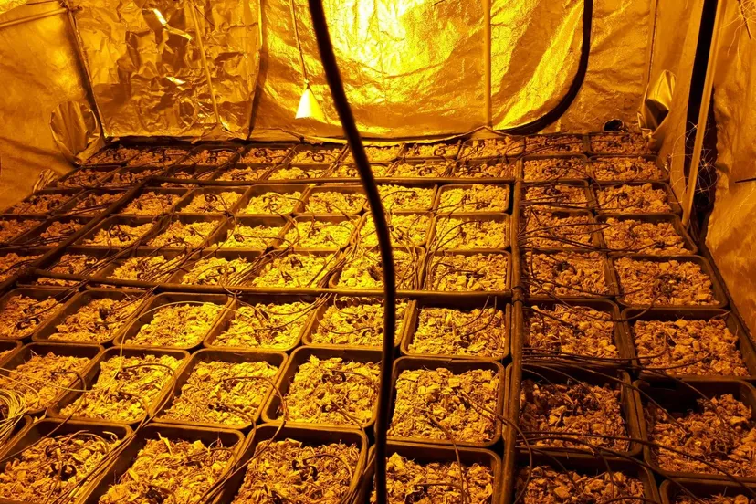 50827948 1987641011288942 8417024766350721024 o