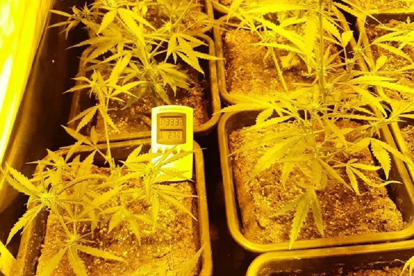 57364759 2096010013785374 1155774032906289152 n