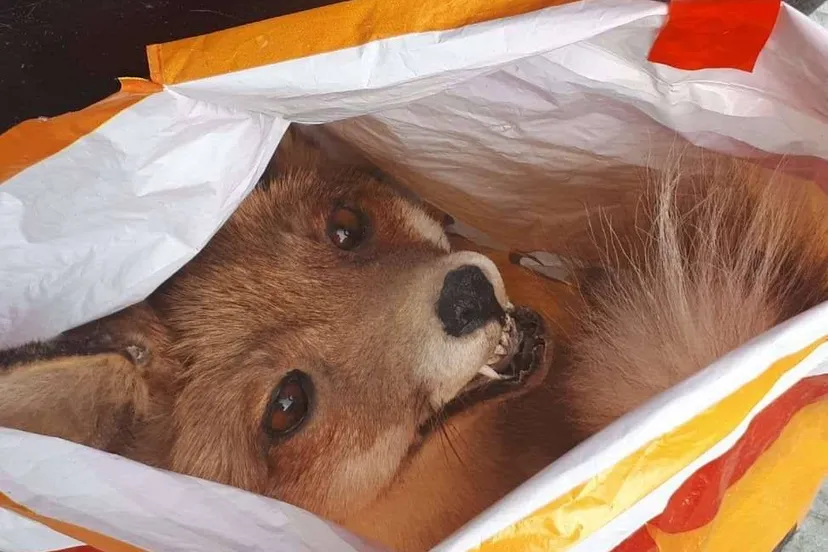 6f616f38 5297 4955 83bd 3cd28db91f90