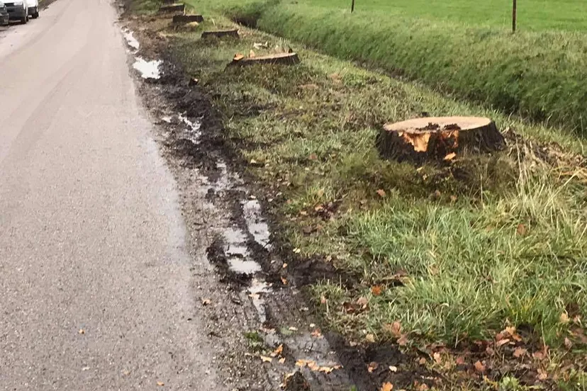 74155962 1476264982531265 3468164092697509888 n