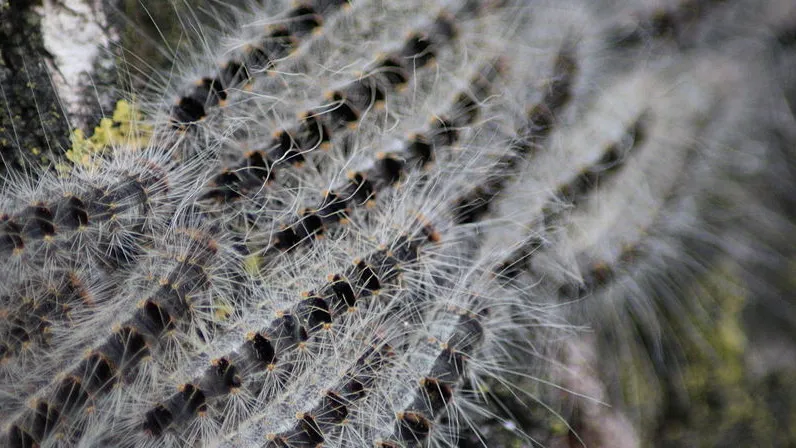 800px thaumetopoea processionea closeup e1432156143813