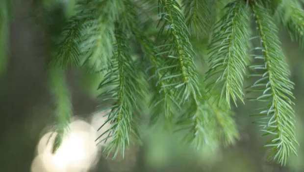 agtsnoy4q2hf4l6k56jzhsmeq kerstboom