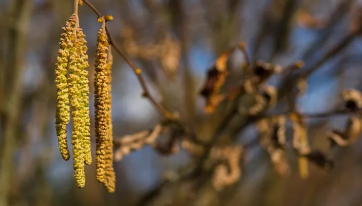 alder 2118495 1280 715x408