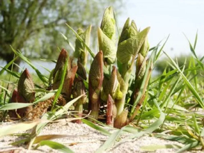 aristolochiapict0075