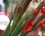 b9hd72k7w29t2wtngzg5br7nl 216922