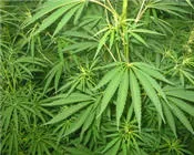 bdhgkienzuam6x5oeqfavyv7q 65419