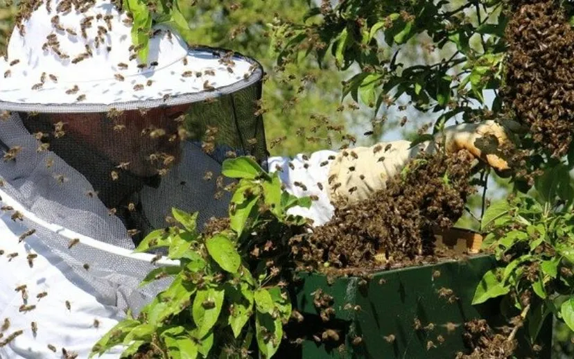 beekeeper 6280118 640 915x518 1