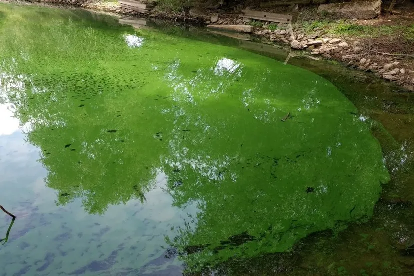 blauwalg grindgat weurt