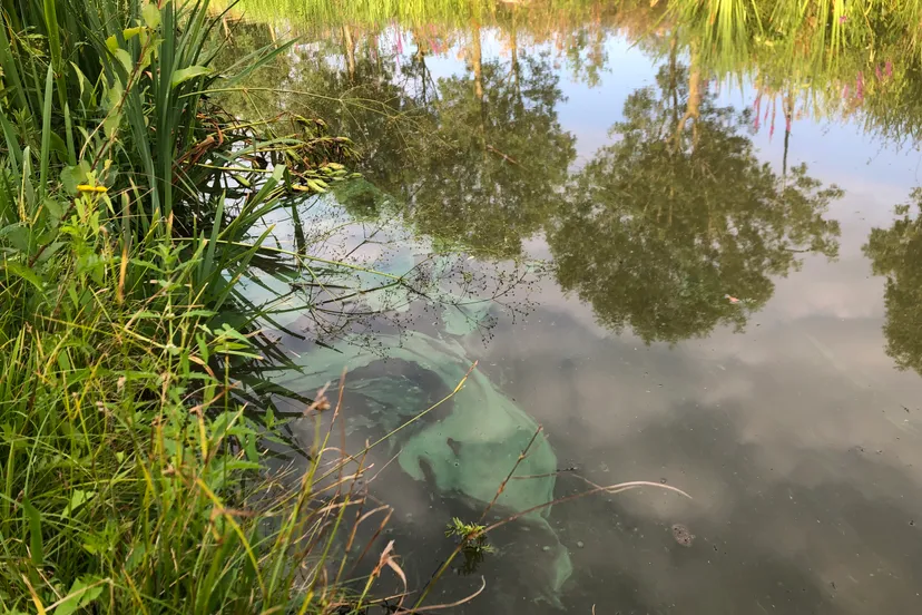 blauwalg in de gemeente
