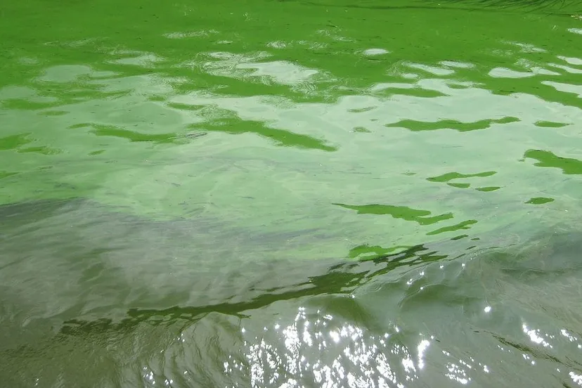 blauwalg in het kanaal alkmaar kolhorn e1470669940160