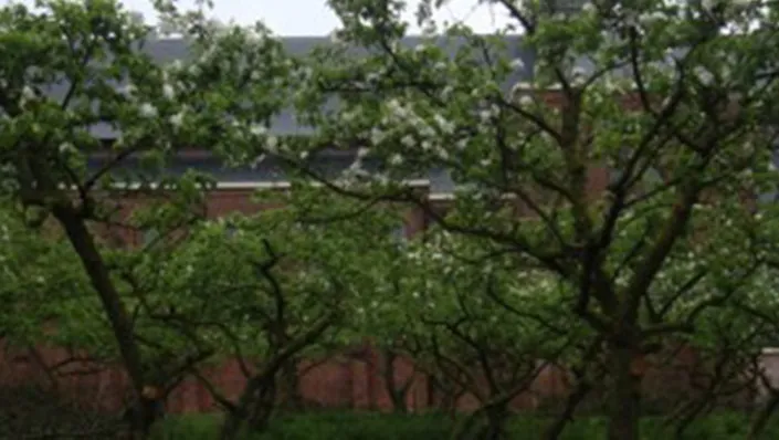 boomgaard winssen jc e1436810136890